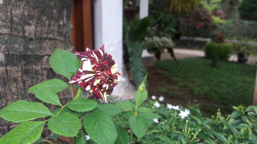 Sigiri Regal Residence Sigiriya Bagian luar foto